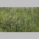 znalezisko 20110724.1e.11 - Salix aurita (wierzba uszata); Kościerzyna Wybudowanie
