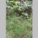 chaber driakiewnik (Centaurea scabiosa)