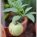 Solanum muricatum (pepino)