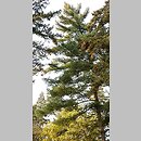 znalezisko 20111029.3.11 - Pinus strobus (sosna amerykańska); Park Grabiszyński, Wrocław