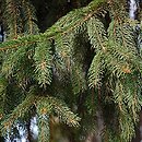 Picea abies (świerk pospolity)