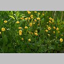 znalezisko 20120512.1.12 - Ranunculus repens (jaskier rozłogowy); ogród