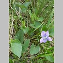 Viola canina (fioÅ‚ek psi)