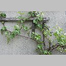 znalezisko 20120526.23.12 - Vitis vinifera ssp. vinifera (winorośl właściwa typowa); ogród, Wrocław