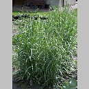 znalezisko 20120000.K52_12.12 - Centaurea cyanus (chaber bławatek); ogród