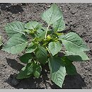 znalezisko 20120000.K63_12.12 - Physalis ixocarpa (miechunka pomidorowa); ogród