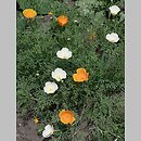 znalezisko 20120000.K55_12.12 - Eschscholzia californica (pozłotka kalifornijska); ogród