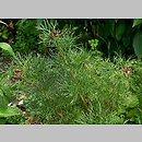 znalezisko 20120617.20.12 - Paeonia tenuifolia (piwonia delikatna); ogród, Wrocław
