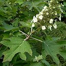 Hydrangea quercifolia (hortensja dÄ™bolistna)
