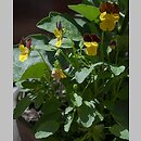 znalezisko 20120000.K74_12.12 - Viola ×williamsii (fiołek Williamsa); ogród