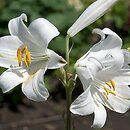 Lilium candidum (lilia biaÅ‚a)