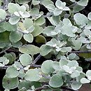 kocanki wÅ‚ochate (Helichrysum petiolare)