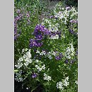 znalezisko 20120000.K140_12.12 - Schizanthus ×wisetonensis (motylek nadobny); ogród