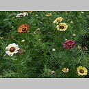 znalezisko 20120000.K114_12.12 - Chrysanthemum carinatum (złocień trójbarwny); ogród
