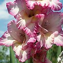 Gladiolus Ã—hybridus (mieczyk ogrodowy)