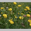 Chrysanthemum coronarium (zÅ‚ocieÅ„ wieÅ„cowy)