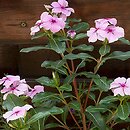Catharanthus roseus (barwinek różowy)