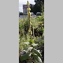 dziewanna wielkokwiatowa (Verbascum densiflorum)