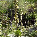 znalezisko 20120808.6.12 - Verbascum densiflorum (dziewanna wielkokwiatowa); Kościerzyna, wysypisko gruzów