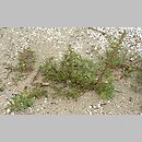 znalezisko 20120810.2.12 - Chenopodium rubrum (komosa czerwonawa); Świnoujście, plaża przy Gazoporcie