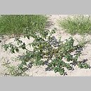 znalezisko 20120813.3.12 - Solanum nigrum (psianka czarna); Świnoujście