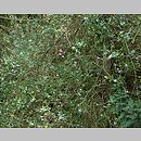 znalezisko 20120821.4a.12 - Ilex aquifolium (ostrokrzew kolczasty); Świnoujście