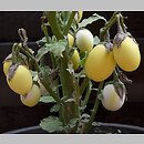 Solanum melongena odm. ozdobna (oberżynka)