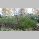 znalezisko 20121110.1.12 - Sarothamnus scoparius (żarnowiec miotlasty); Bukowina Sycowska, okolice