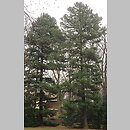 znalezisko 20150328.5.15 - Pinus peuce (sosna rumelijska); Wrocław, Park Szczytnicki