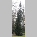 znalezisko 20150407.3.15 - Picea omorika (świerk serbski); Arboretum Kórnik