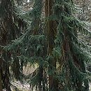Picea omorika (Å›wierk serbski)