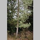 znalezisko 20150407.8.15 - Pinus wallichiana (sosna himalajska); Arboretum Kórnik