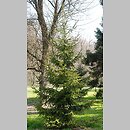 znalezisko 20150411.1.15 - Picea orientalis (świerk kaukaski); Park Szczytnicki, Wrocław