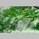 znalezisko 20150430.4.15 - Staphylea pinnata (kłokoczka południowa); Arboretum Bolestraszyce