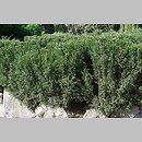 znalezisko 20150430.5.15 - Juniperus sabina (jałowiec sabiński); Arboretum Bolestraszyce