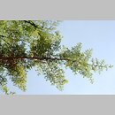 znalezisko 20150430.6.15 - Chamaecyparis pisifera (cyprysik groszkowy); Arboretum Bolestraszyce