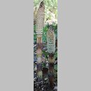 znalezisko 20150501.3.15 - Equisetum telmateia (skrzyp olbrzymi); Pogórze Przemyskie