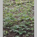 znalezisko 20150503.3.15 - Dentaria bulbifera (żywiec cebulkowy); Pogórze Przemyskie