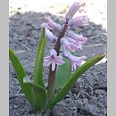 Hyacinthus orientalis (hiacynt wschodni)