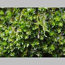 znalezisko 20190430.3a.19 - Rosulabryum laevifilum (rozetnik rozmnóżkowy); Siechnice, starorzecza Odry-Oławy