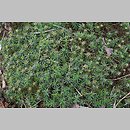 znalezisko 20190529.1.19 - Polytrichum juniperinum (płonnik jałowcowaty); Wójcice k. Biskupic Oławskich