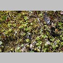 znalezisko 20190601.3.19 - Encalypta vulgaris (opończyk szczypcowy); nieczynny kamieniołom wapienia Stare Rochowice