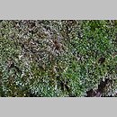 znalezisko 20190622.1.19 - Bryum argenteum (prątnik srebrzysty); Prusice, cmentarz