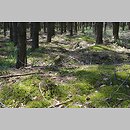 znalezisko 20190622.4.19 - Pleurozium schreberi (rokietnik pospolity); kompleks leśny na trasie Golędzinów - Lasowice