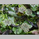 znalezisko 20190722.3a.19 - Marchantia polymorpha ssp. ruderalis (porostnica wielokształtna); Godowa k. Strzyżowa