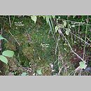 znalezisko 20190801.1c.19 - Atrichum undulatum (żurawiec falisty); Laskowice k. Barda