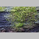 znalezisko 20191104.6.19 - Lophocolea heterophylla (płozik różnolistny); ok. rez. Borówki, Przemkowski Park Krajobrazowy