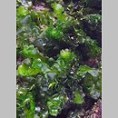 znalezisko 20191213.2b.19 - Porella platyphylla (parzoch szerokolistny); ok. Dubia, Skałki Krakowskie