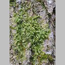 znalezisko 20200111.1.20 - Metzgeria furcata (widlik zwyczajny); Siechnice