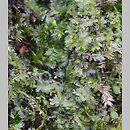 znalezisko 20200111.5.20 - Lophocolea heterophylla (płozik różnolistny); Siechnice